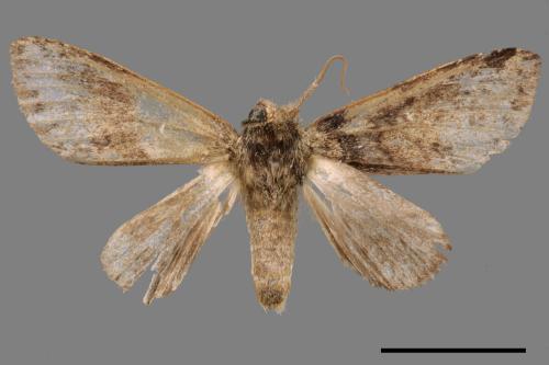 Neodrymonia seriatopunctata[黃肩舟蛾][00036755]