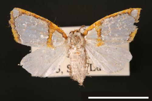 Titulcia confictella[斑表瘤蛾][00004871]