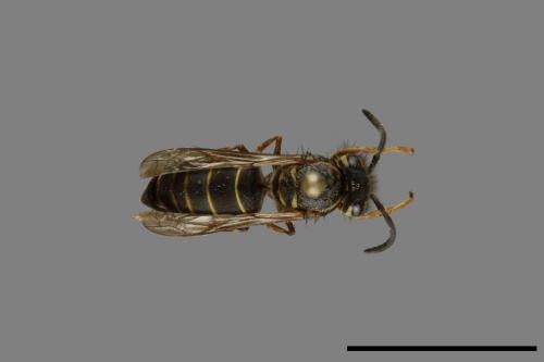 Vespula flaviceps[細黃胡蜂][00073278]