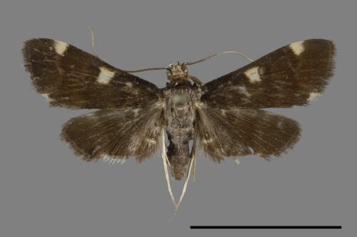 <已分類>Family：Crambidae[草螟科][00099686]