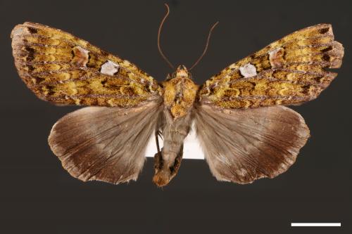 Anaplectoides inouei[00001027]