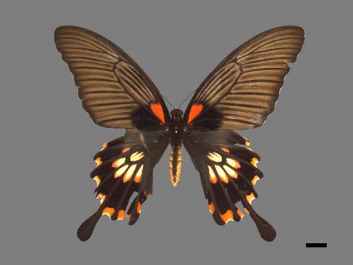 Papilio memnon heronus[大鳳蝶][00015264]