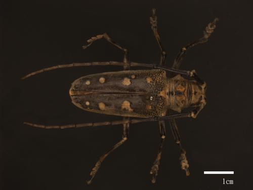 Batocera davidis[大衛大天牛(大白條天牛)][00080853]