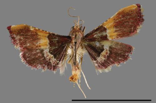 <已分類>Family：Pyralidae[螟蛾科][00065264]