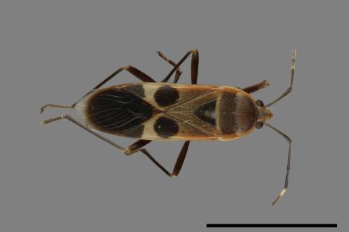 Physopelta gutta[大星椿象][00040668]