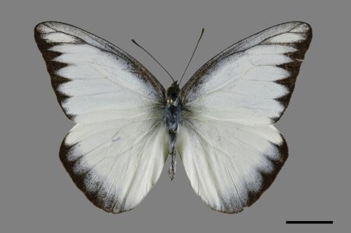 Appias lyncida eleonora[臺灣粉蝶][00101238]
