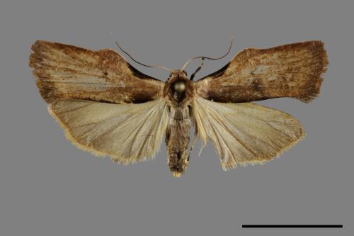 Teulisna tumida[膨圖苔蛾][00094832]
