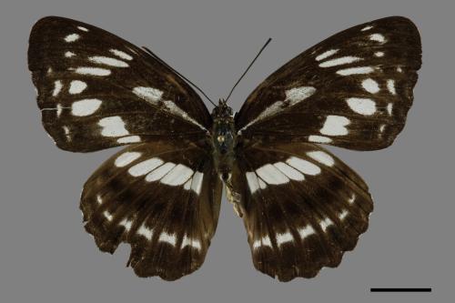 Limenitis sulpitia tricula[臺灣星三線蝶][00093788]