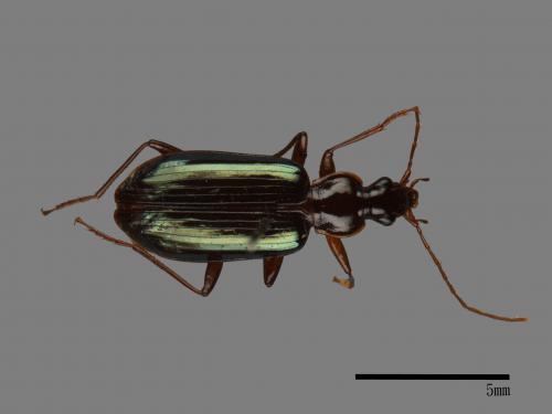 <已分類>Family：Carabidae[步行蟲科][00048624]