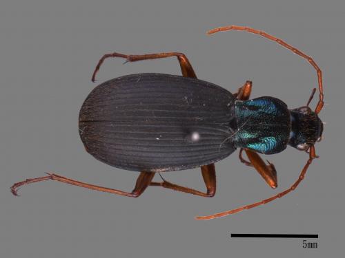 <已分類>Family：Carabidae[步行蟲科][00081945]