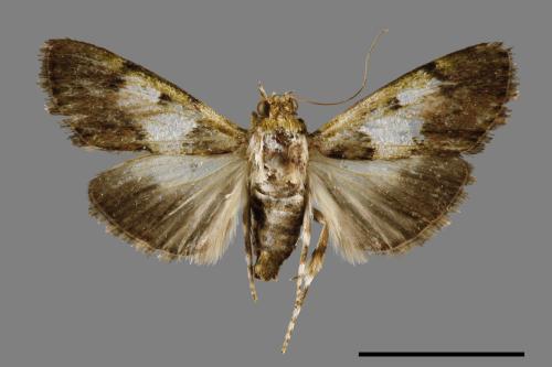 Teliphasa albifusa[00064332]