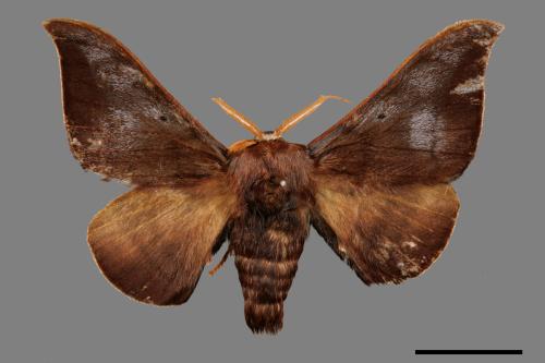 Mustilia fusca[赭蠶蛾][00059753]