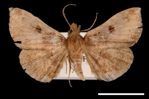 Mecodina karapinensis[00010513]
