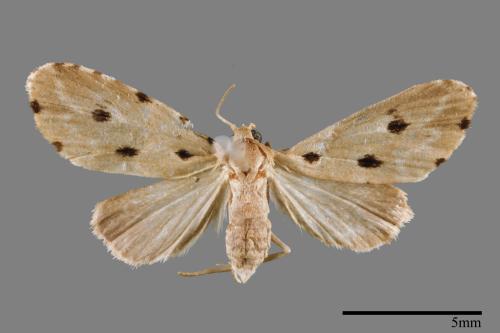 Metaemene atrigutta maculata[麗夜蛾][00009050]