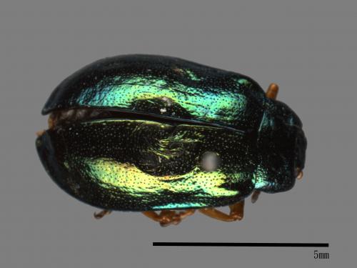 <已分類>Family：Chrysomelidae[金花蟲科][00081172]