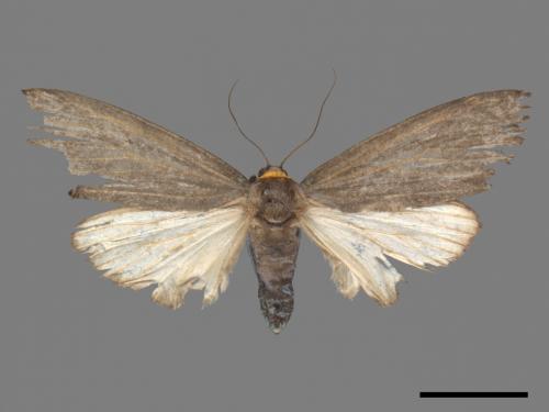 Paraona staudingeri[烏閃苔蛾][00045183]