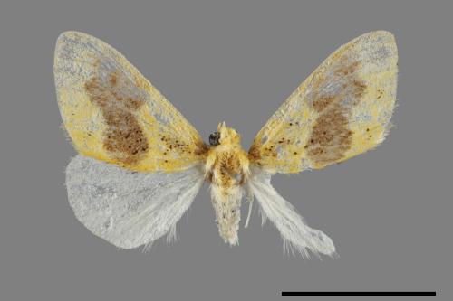 Euproctis purpureofasciata[00056848]