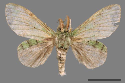 Stauropus takamukuana[綠蟻舟蛾][00051496]