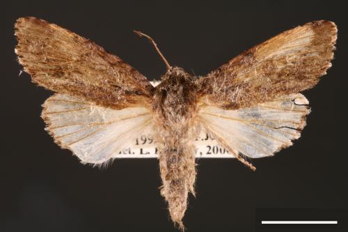 Acronicta denticulata pernivea[00000378]