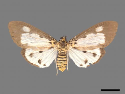 Asota plana lacteata[長斑擬燈蛾][00045623]
