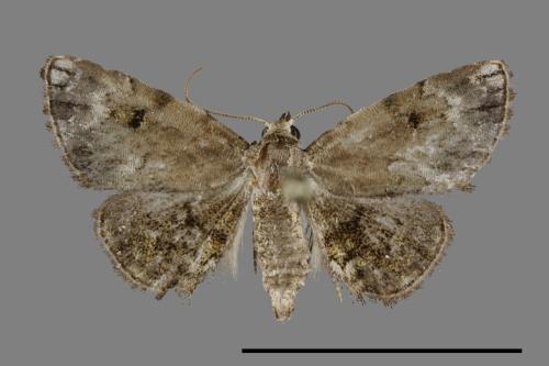 Mataeomera biangulata[00100419]