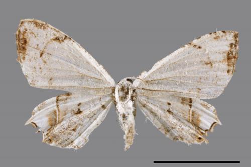 Dysaethria cretacea[粉白雙尾蛾][00051290]