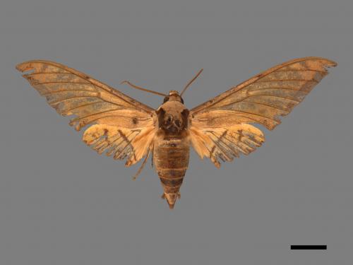 Ambulyx sericeipennis[臺灣鷹翅天蛾][00069259]