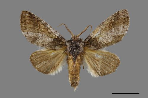 Pseudofentonia diluta variegata[迴舟蛾][00071039]