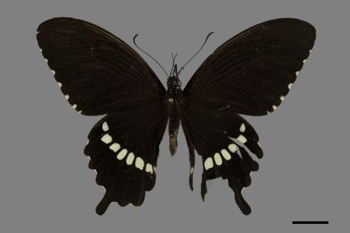 Papilio polytes polytes[玉帶鳳蝶][00102036]