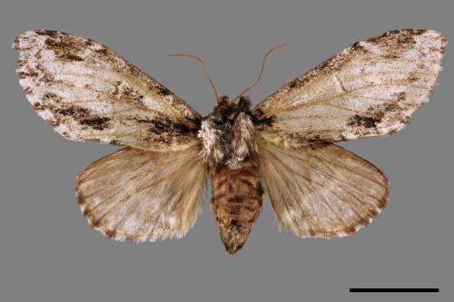 Metriaeschra apatela elegans[暗波舟蛾][00015957]