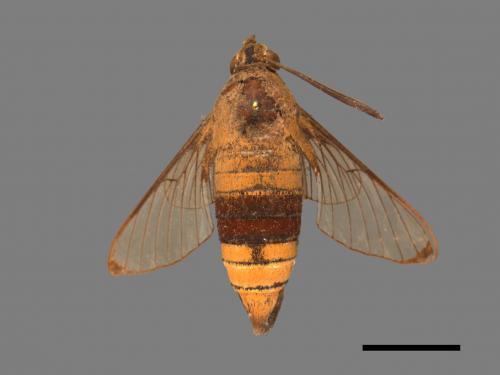 Cephonodes hylas[大透翅天蛾][00016884]