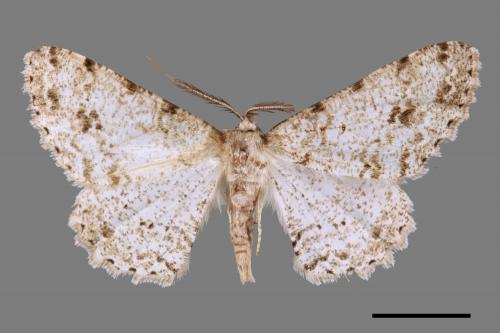 Lassaba parvalbidaria parvalbidaria[污雪雙斑尺蛾][00059558]