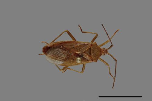 Homoeocerus unipunctatus[00075262]