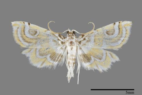 <已分類>Family：Crambidae[草螟科][00093450]