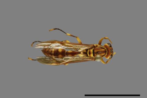 Parapolybia varia[變側異腹胡蜂][00078809]