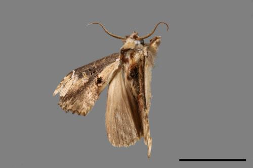 Hexafrenum maculifer maculifer[斑白頸異齒舟蛾][00087254]