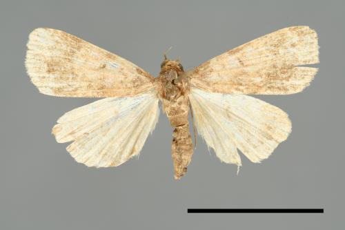 <已分類>Family：Noctuidae[夜蛾科][00010715]