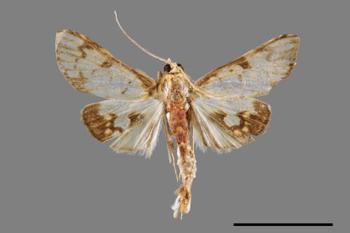 <已分類>Family：Crambidae[草螟科][00064087]