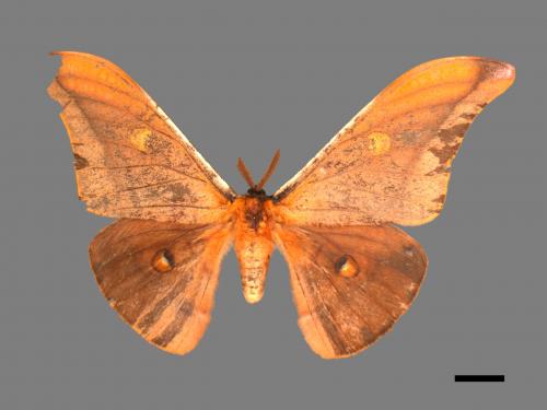 Antheraea formosana[紅目天蠶蛾][00016004]