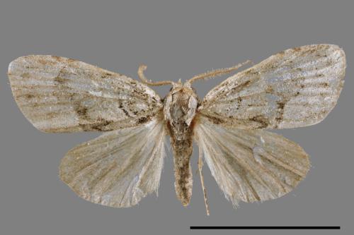 <已分類>Family：Noctuidae[夜蛾科][00011826]