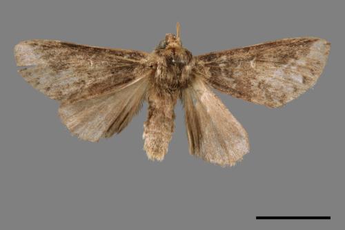 Neodrymonia seriatopunctata[黃肩舟蛾][00056648]