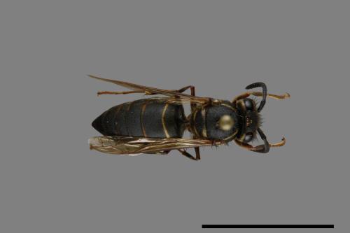 Vespula flaviceps[細黃胡蜂][00073079]