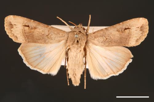 Agrotis ipsilon[小地老虎][00000674]