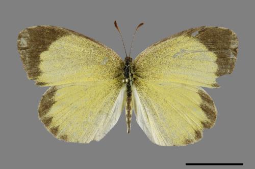 Eurema brigitta bhainana[星黃蝶][00101387]