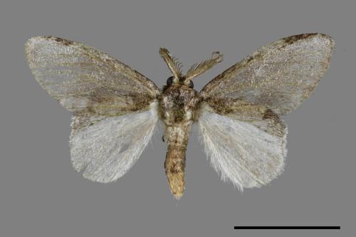 Liparopsis postalbida[中灰舟蛾][00039984]