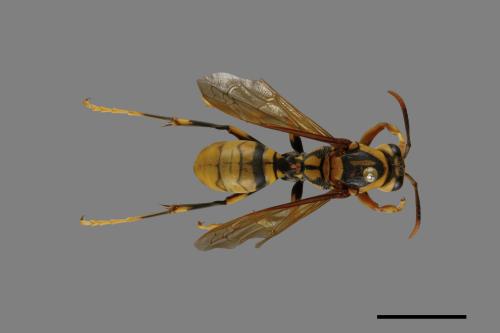 Polistes rothneyi[黃長腳蜂][00073623]