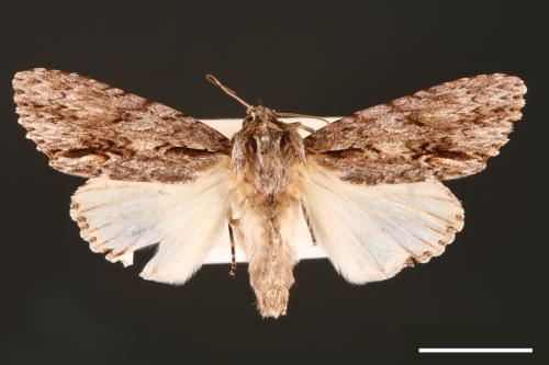 Acronicta denticulata pernivea[00000370]