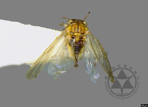 <已分類>Family：Psyllidae[木蝨科][00026586]