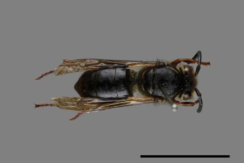 Vespula flaviceps[細黃胡蜂][00073492]