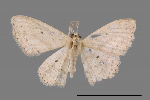 <已分類>Genus：Scopula[00024019]